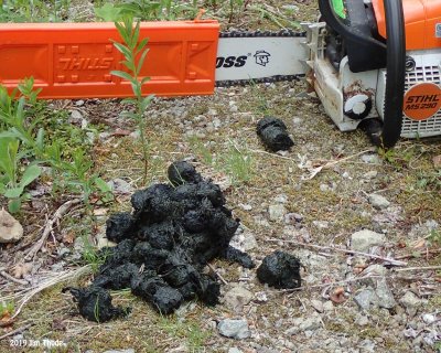 Bear Poo the size of a horse