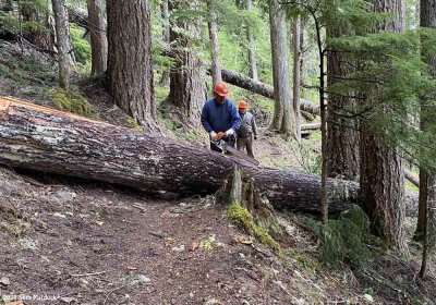 Trail Clearing