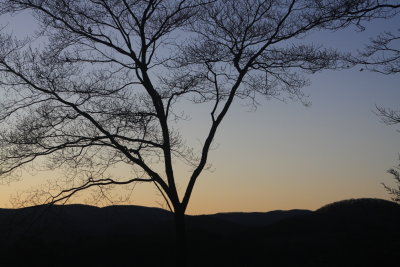 Dogwood.JPG