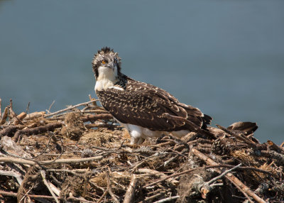 Osprey_MG_2936.jpg