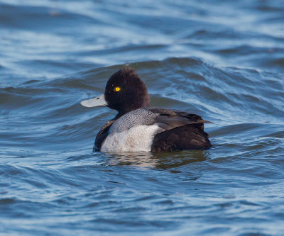 Scaup_MG_4751.jpg