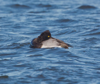 Scaup_MG_4778.jpg