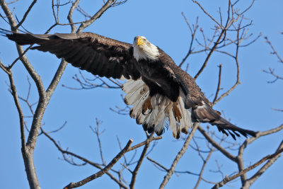 Eagle_MG_4916.jpg