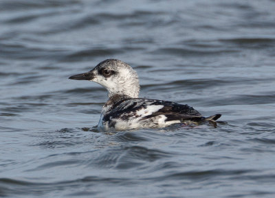 Guillemot_MG_4977.jpg