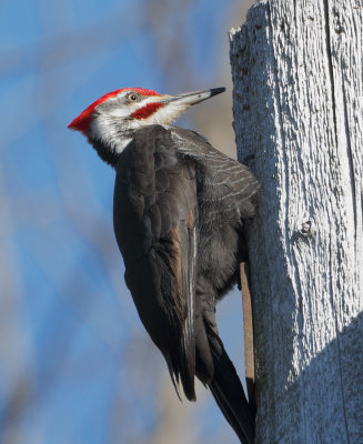 Pileated_MG_5282.jpg