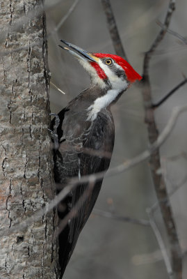 Pileated_MG_5444_Crop.jpg