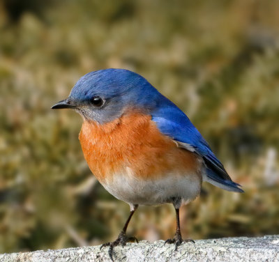 EasternBluebird_MG_5782.jpg