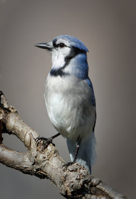 BlueJay_MG_6822.jpg