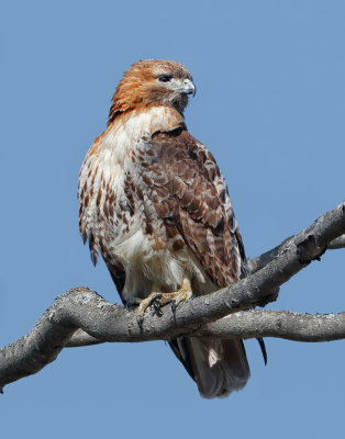 RedTail_MG_6796.jpg