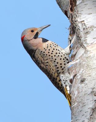 NorthernFlicker_MG_6977-2.jpg