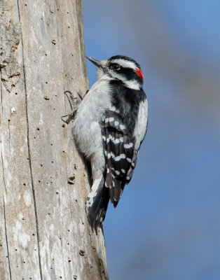 DownyWoodPecker_MG_6250_Crop.jpg