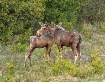 MooseCalves_MG_7113.jpg