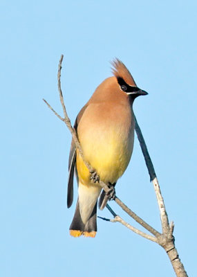 Waxwing_MG_7282.jpg