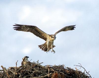 Osprey_MG_7930.jpg