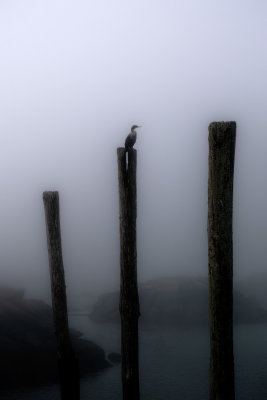 Cormorant In The Fog_P3M1995.jpg