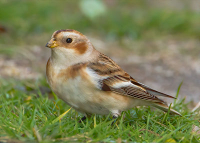 SnowBunting_MG_8517.jpg