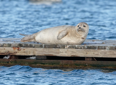 Seal_MG_0085_DPP.jpg