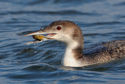 Loon-Crab_MG_0183.jpg