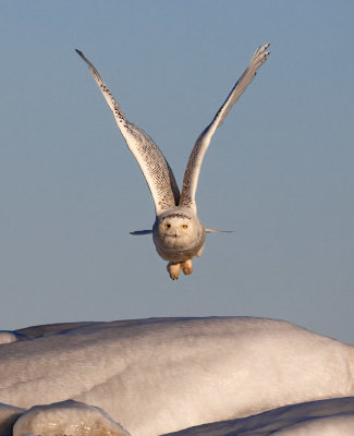 SnowyOwl_MG_2738.jpg