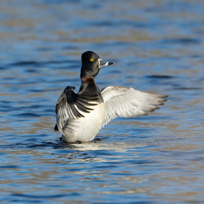 RingNeckedDuck_MG_3037.jpg