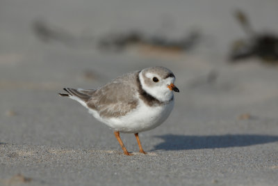 Plover_MG_3512.jpg