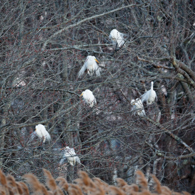 GreatEgrets_MG_3716.jpg