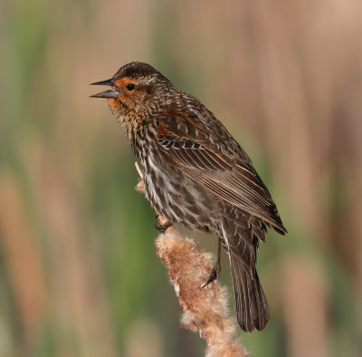 FemaleRedwingBlackbird_MG_3949.jpg