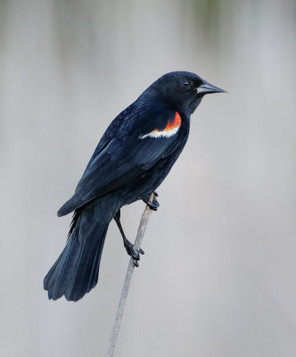 Blackbird_MG_3872_DPP.jpg