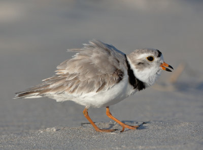 PipingPlover_MG_3821.jpg