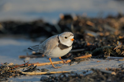 PipingPlover_MG_3749.jpg