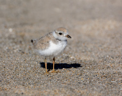 2DayOldPlover_MG_5027.jpg