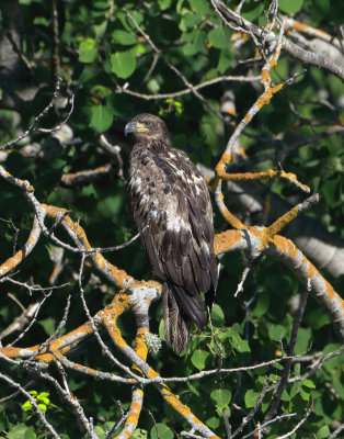 JuvenileBaldEagle_MG_4512.jpg