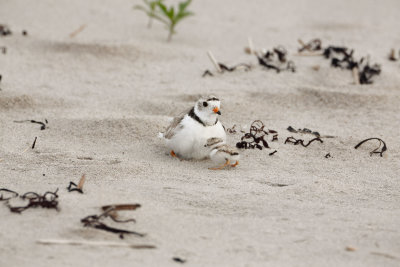 Plover Chick_MG_5123.jpg