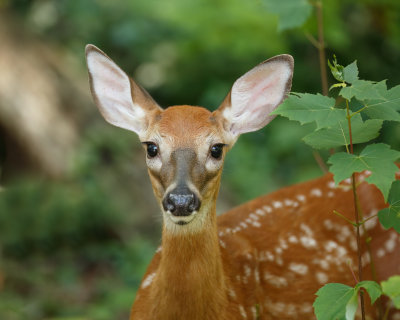 Fawn3_MG_5801_Crop.jpg