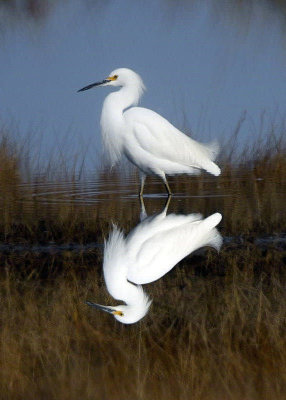 Snowy Egret.jpg