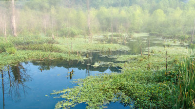 Wetland at Cove Spring Park