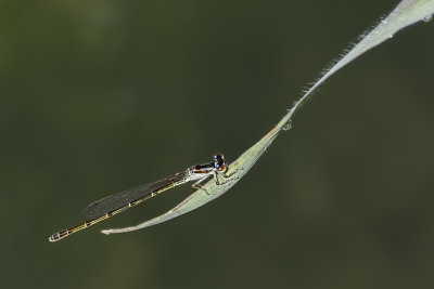 g12/24/716724/3/171851269.OmTRnzDm.jpg