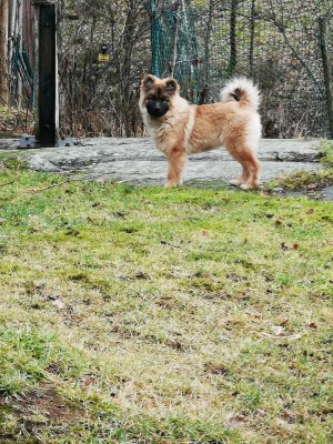 Atenea De Sweet Ohana aka Electra/ Ras Eurasier