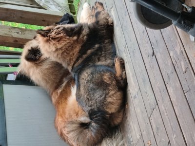 Rocknikks Greatest Star Of All/ Eurasier