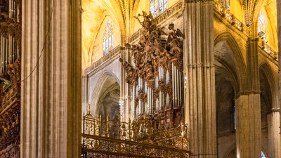 Organ Detail