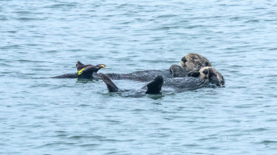 Monterey Bay Whale Watch 2018