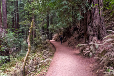 Muir Woods 2021