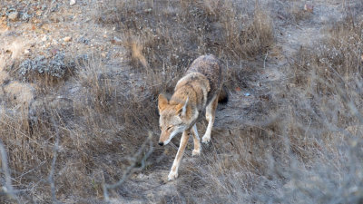 Wile E. on Corona Heights Park