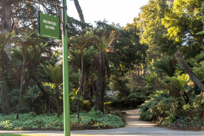 Tree Fern Dell