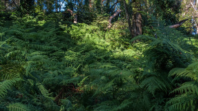 Lophosoria