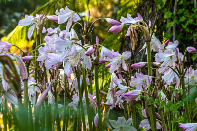Madonna Lily