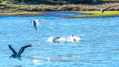 Dive Bomber