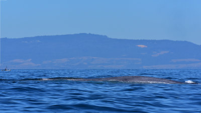 Blue Whale