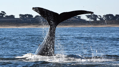 Active Baby Humpback