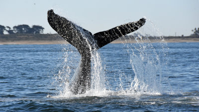 Active Baby Humpback